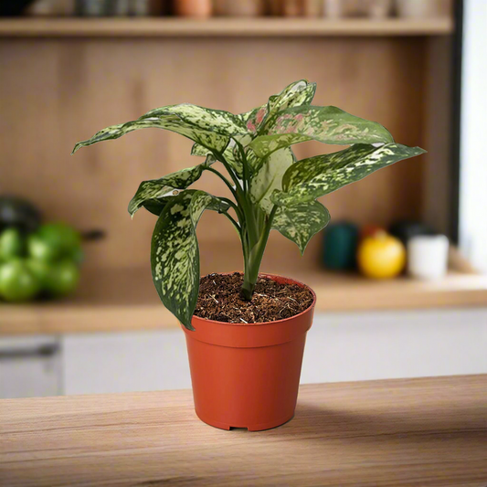 Chinese Evergreen 'Wishes'
