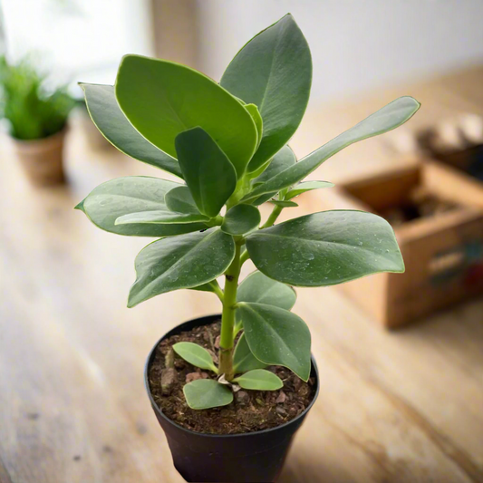 Clusia 'Princess' (Autograph Plant)