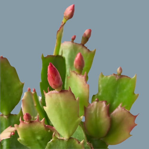 Zygocactus 'Christmas Cactus'