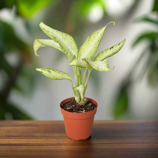 Dieffenbachia 'Camouflage'