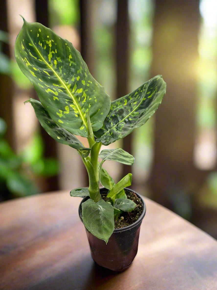Dieffenbachia 'Reflector'