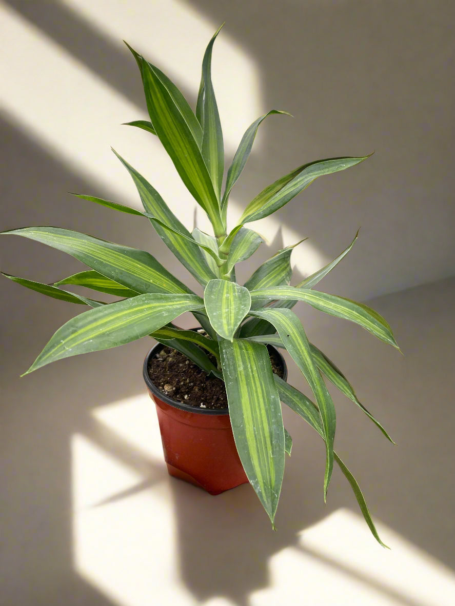 Dracaena 'Song of Jamaica'