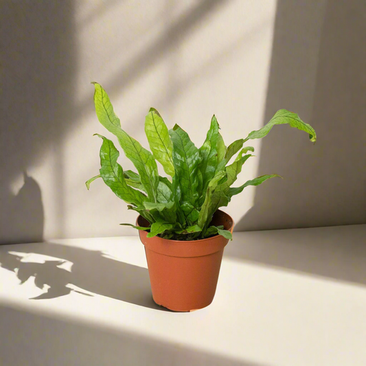 Fern 'Crocodile'