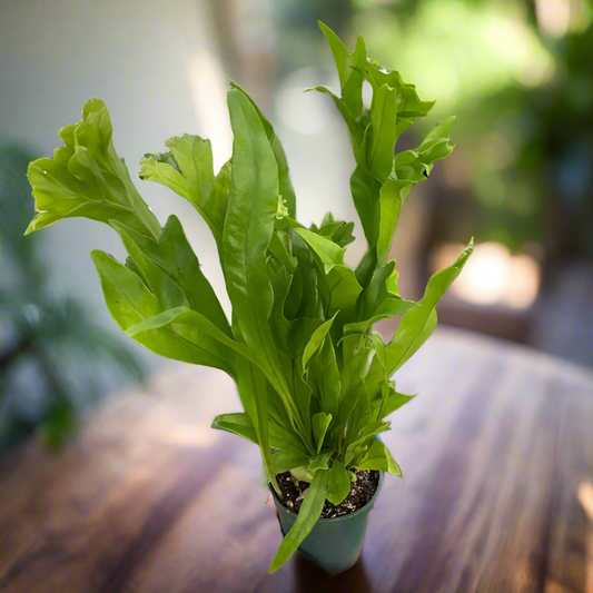 Fern 'Green Flame'