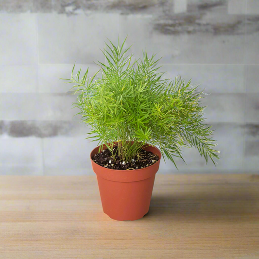 Fern 'Sprengeri'