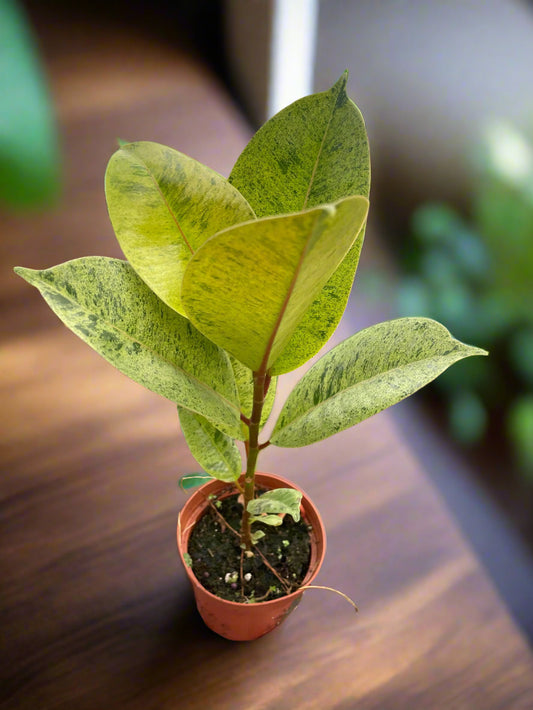 Ficus 'shivereana' (Moonshine)