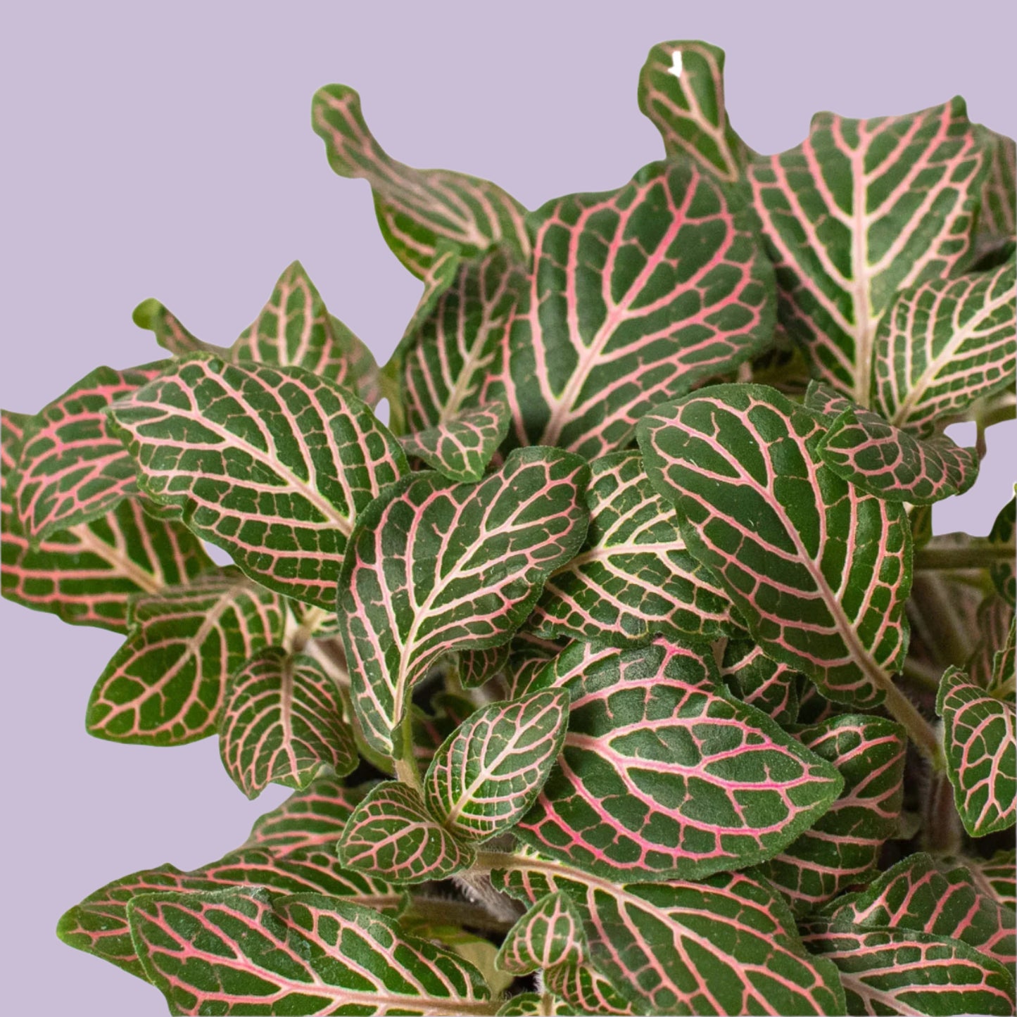 Fittonia 'Pink'