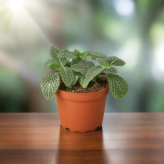 Fittonia 'White Nerve Plant'