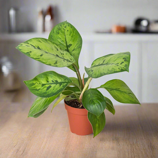 Homalomena 'Selby'