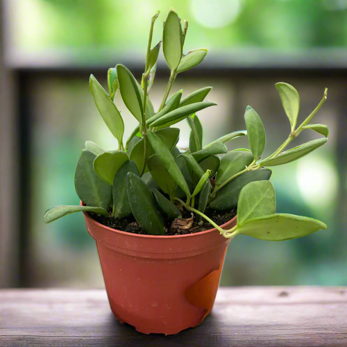 Rare & Collectable Plants