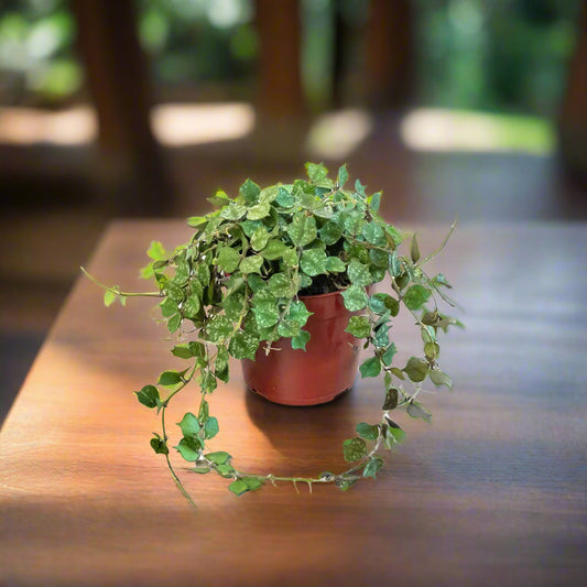 Hoya 'Curtisii'