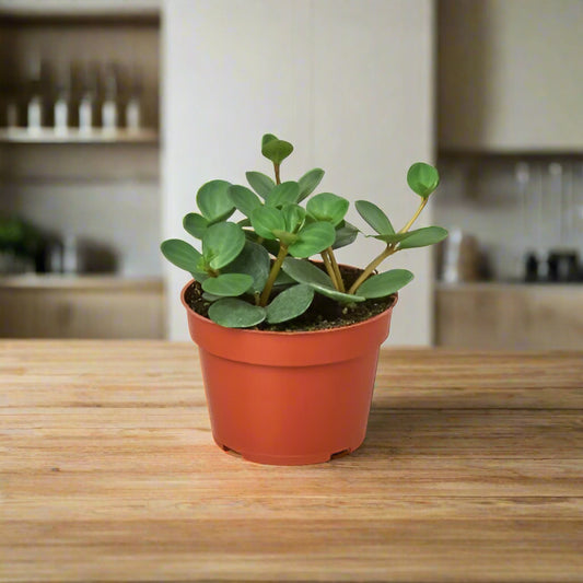 Peperomia 'Hope'