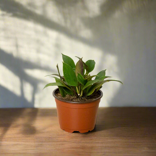 Hoya 'Sunrise'