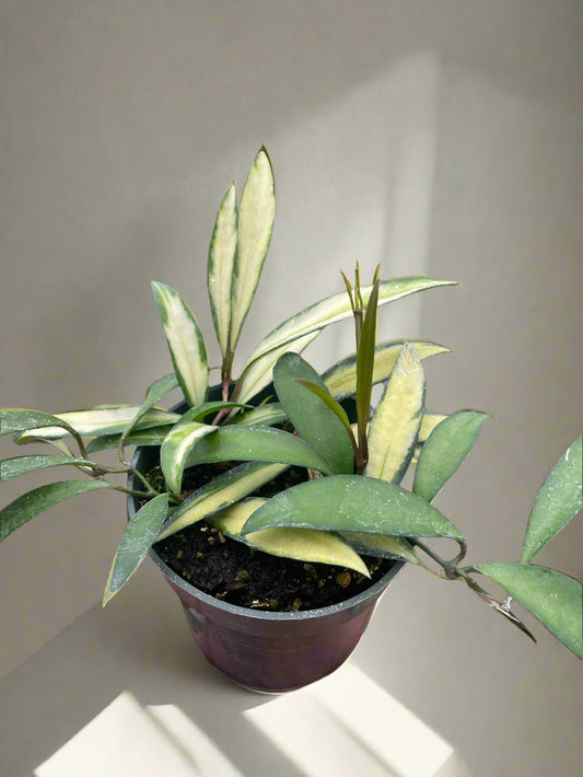 Hoya Wayetii Variegated
