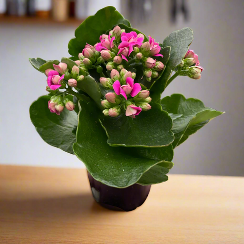 Flowering Plants