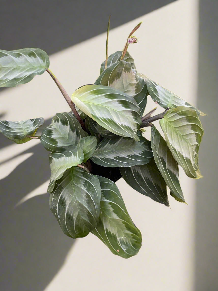 Maranta 'Silver Band'