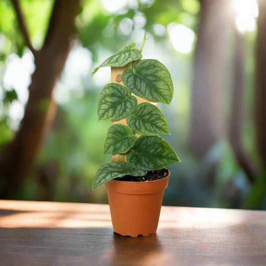 Monstera 'Dubia' (Shingle Plant)