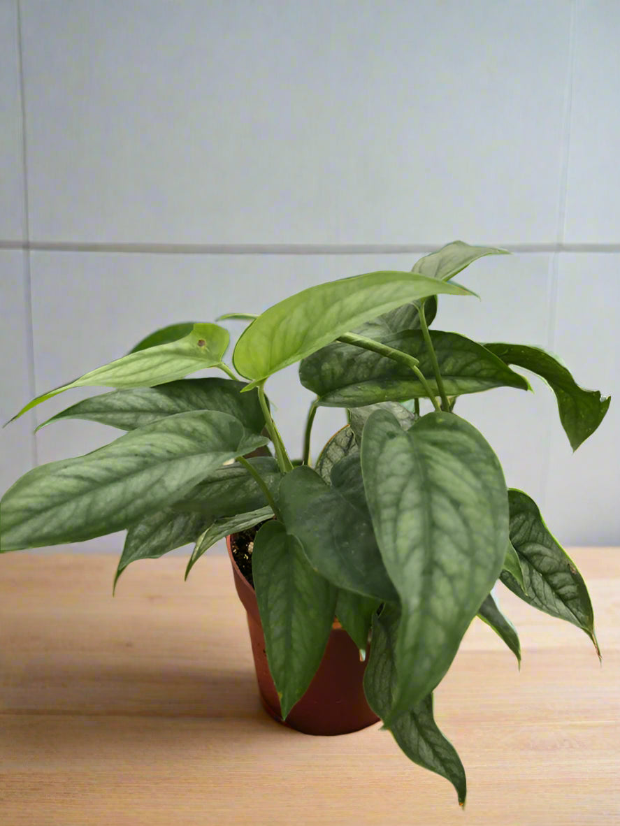 Monstera 'Siltepecana'