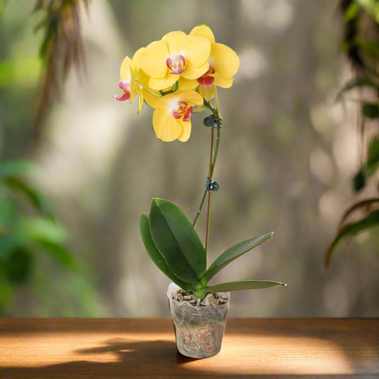 Yellow Phalaenopsis Orchid - Sunny Indoor Plant with Granny's Care Guide