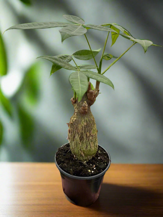 Money Tree 'Guiana Chestnut' Pachira Stump