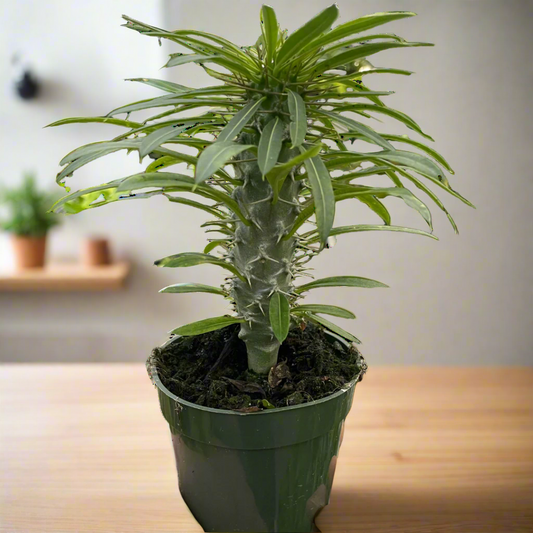 Pachypodium 'lamerei' (Madagascar Palm)