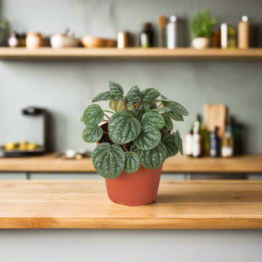 Peperomia 'Burbella'