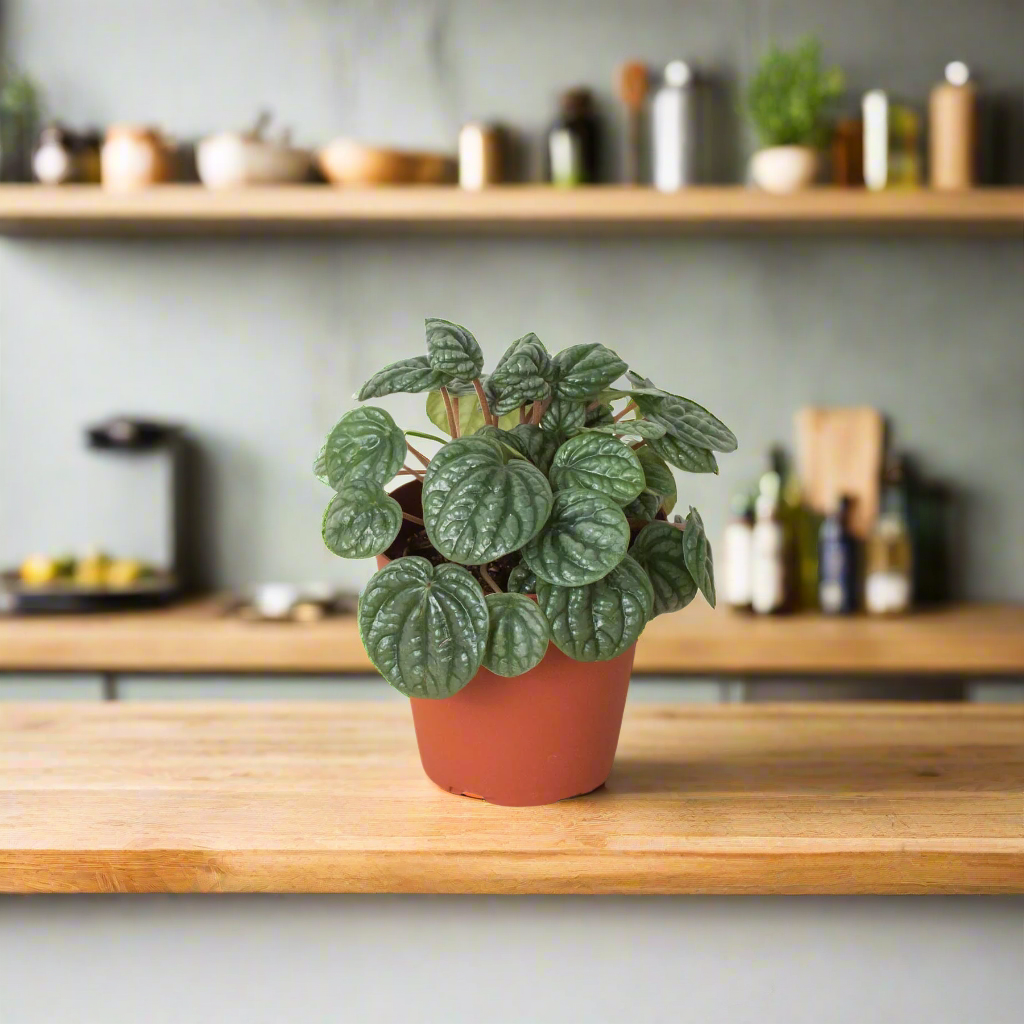 Peperomia 'Burbella'