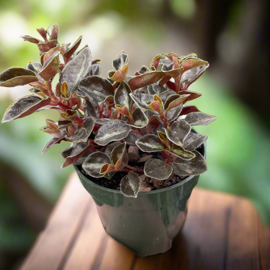 Peperomia 'Metallica'