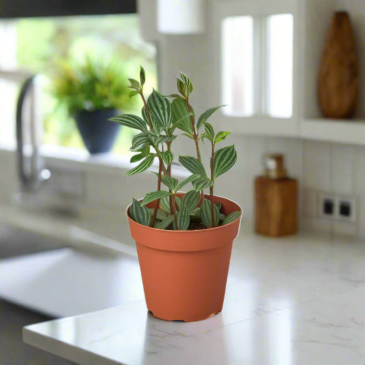 Peperomia 'Parallel'