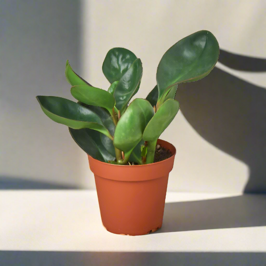 Peperomia Red Edge