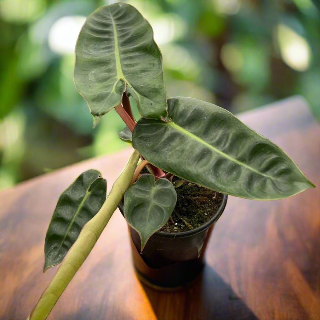 Philodendron 'Billietiae'