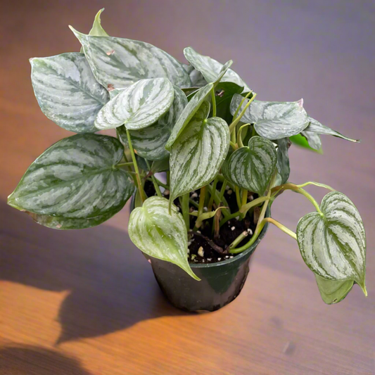 Philodendron 'Brandi'
