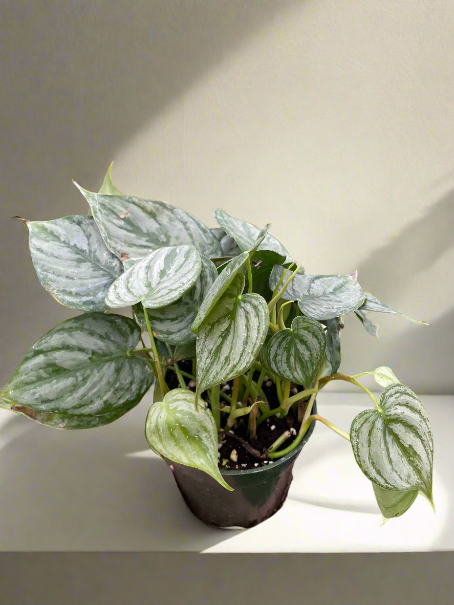 Philodendron 'Brandi'