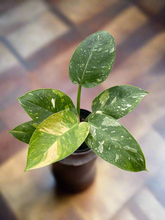 Philodendron 'Congo Nuclear'