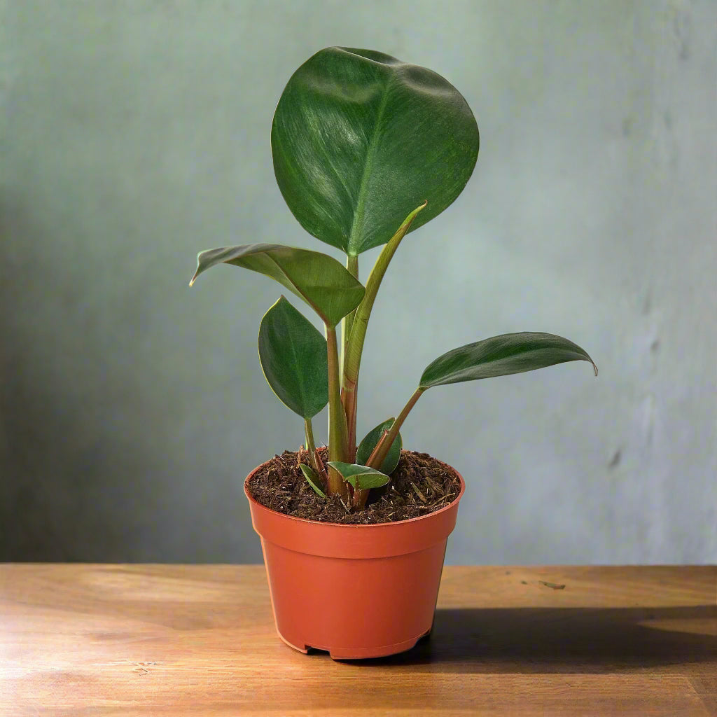 Philodendron 'Congo Rojo'