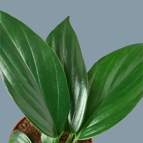 Philodendron 'Dragon Tail'