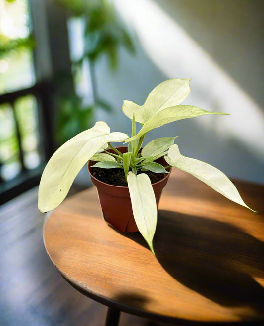 Philodendron 'Florida Ghost'