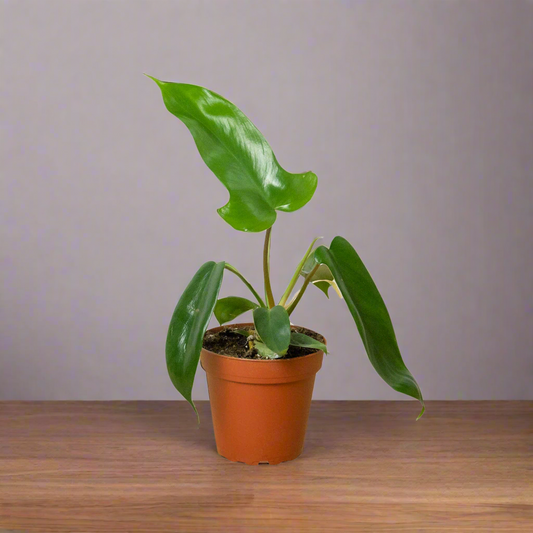 Philodendron 'Florida Green'