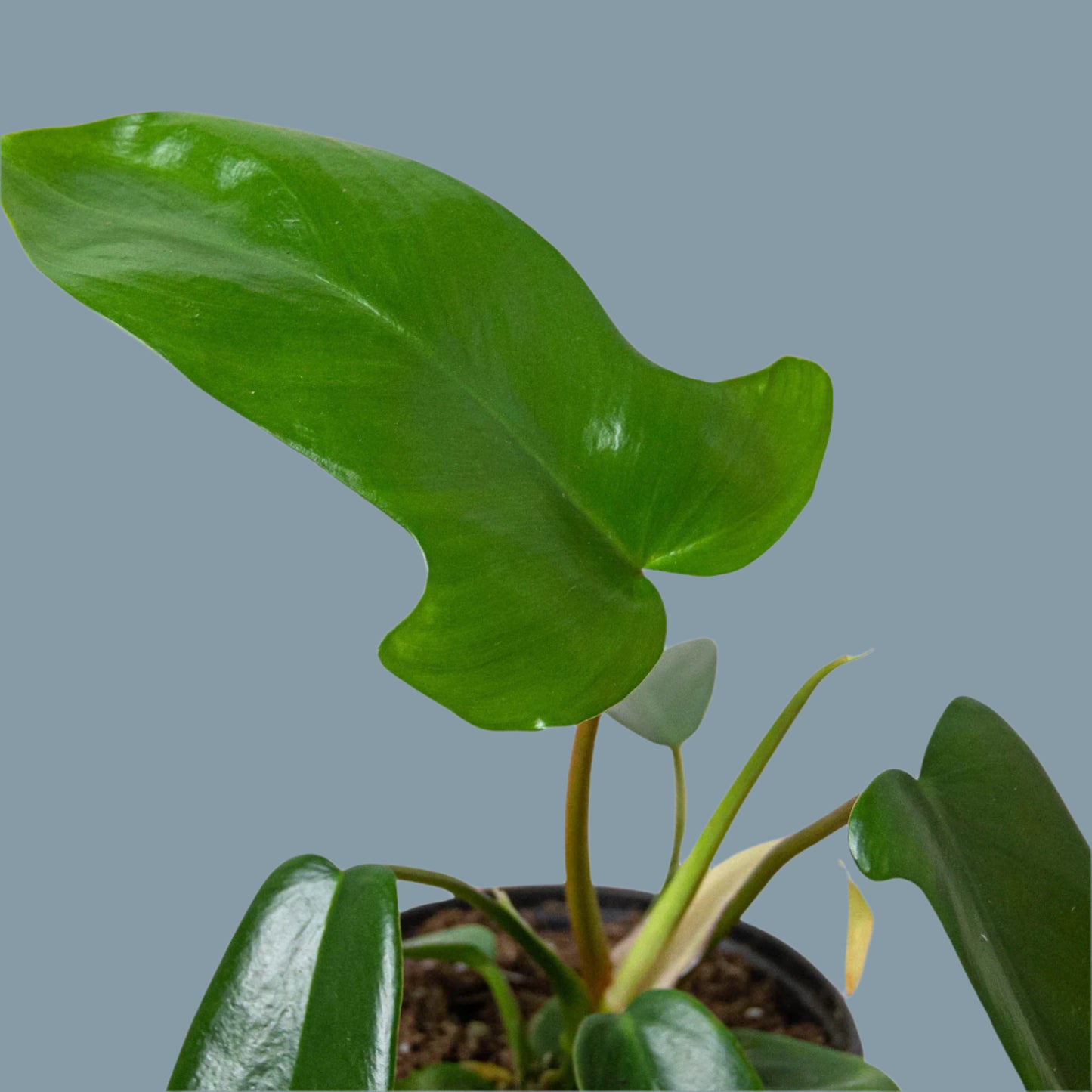 Philodendron 'Florida Green'