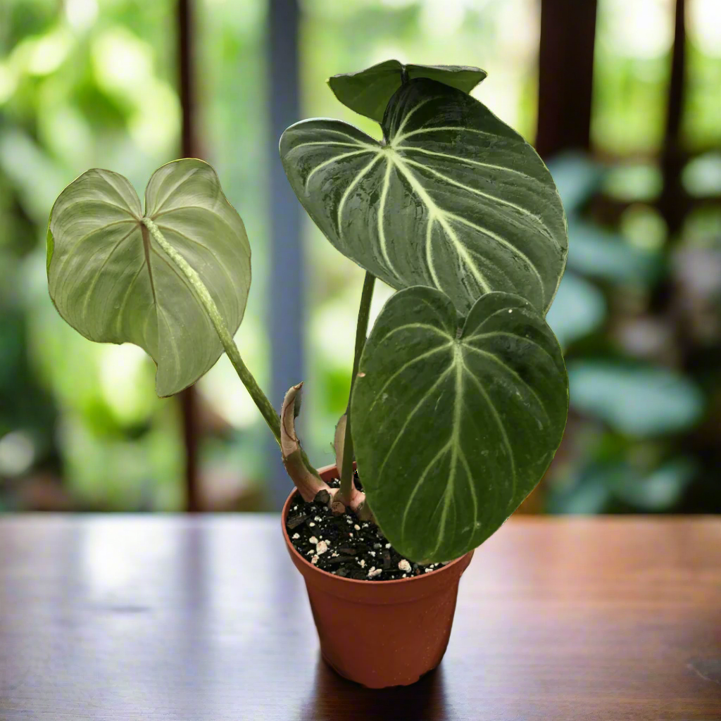 Philodendron Gloriosum