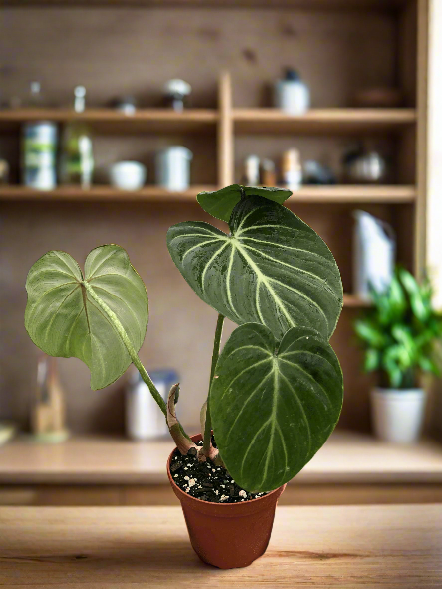 Philodendron Gloriosum