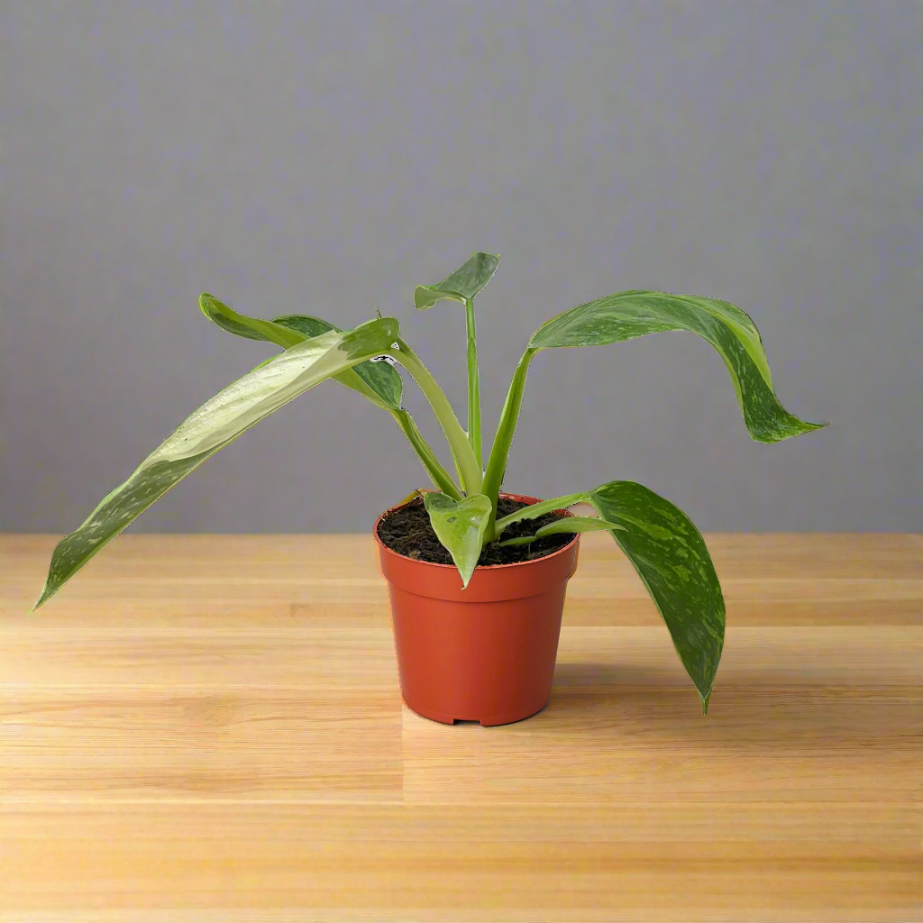 Philodendron Jose Bueno