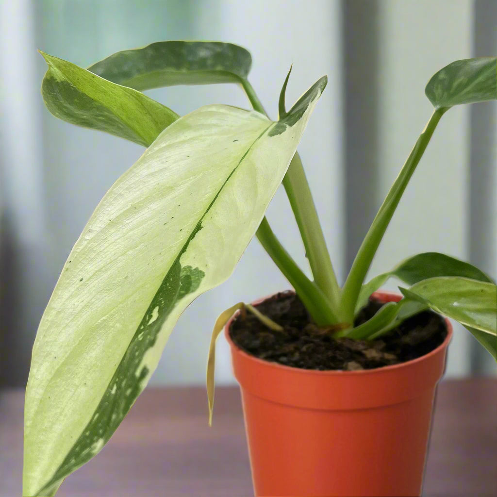 Philodendron Jose Bueno