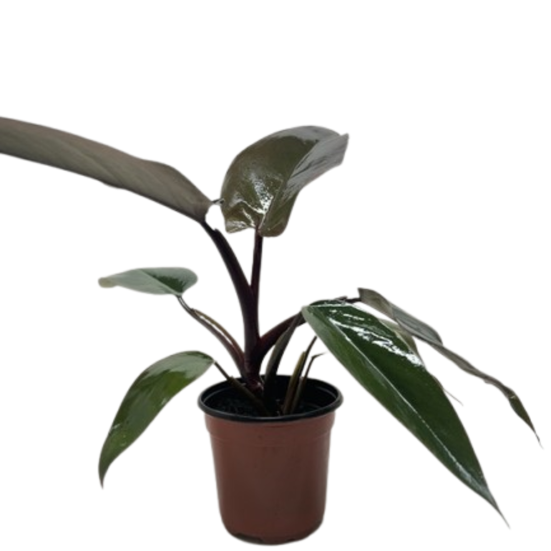 Philodendron Majesty