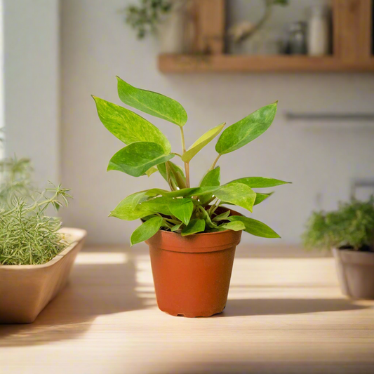 Philodendron 'Painted Lady'