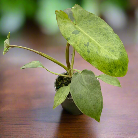 Philodendron 'Paraiso Verde'