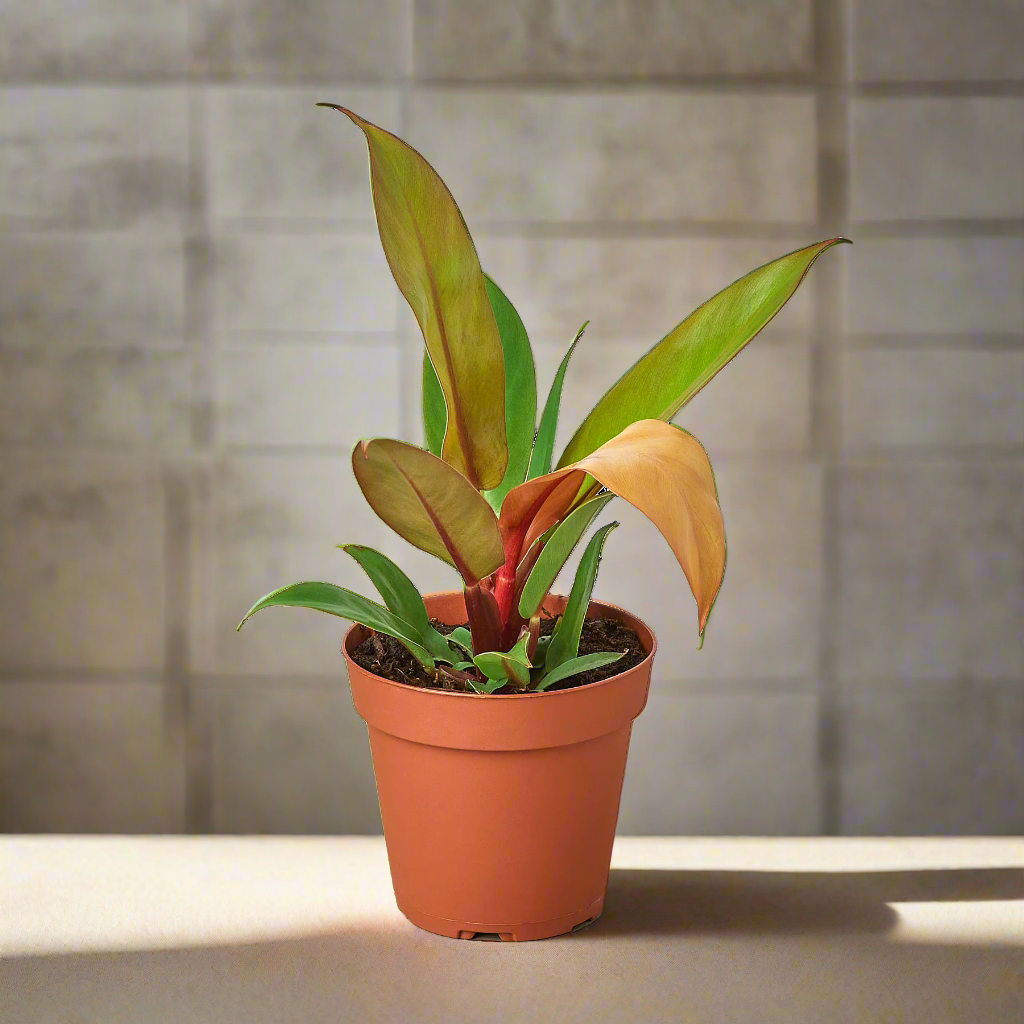 Philodendron 'Prince of Orange'