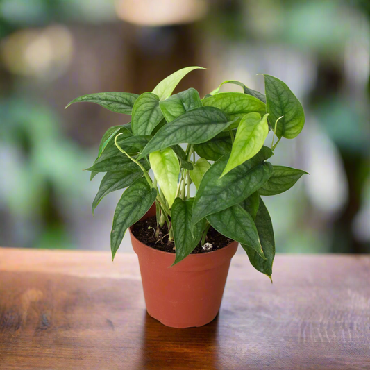 Monstera 'Siltepecana'