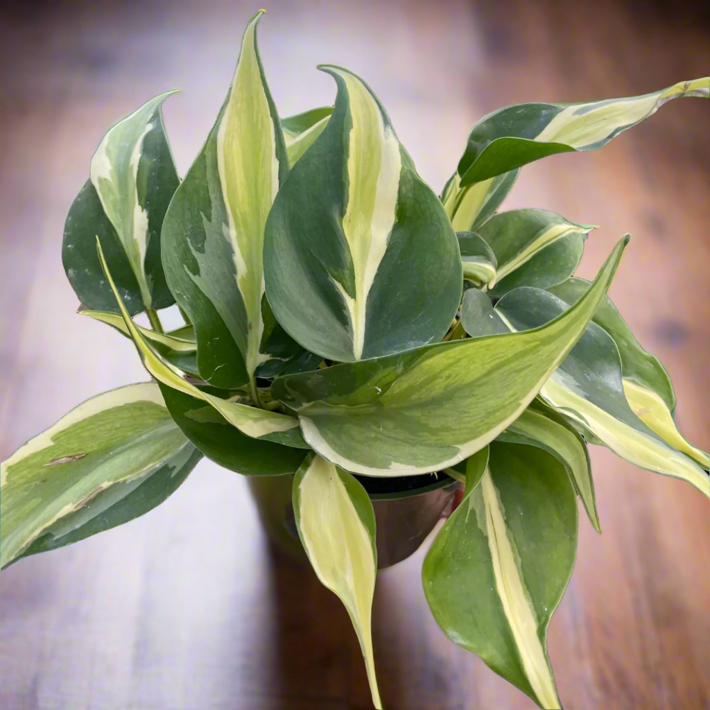 Philodendron 'Silver Stripe'