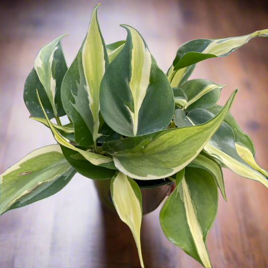 Philodendron 'Silver Stripe'